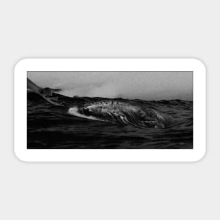 whale b&w Sticker